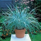 Grass - Ornamental : Leymus arenarius Blue Grass 1 packet