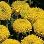 Tagetes erecta  Lemon Mum 1 packet