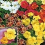 Mimulus x hybridus Maximus Mixed 1 packet