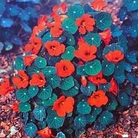 Edible Flowers : Nasturtium minus Princess of India 1 packet