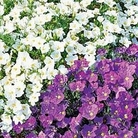 Cup Flower Robe Mixed 1 packet