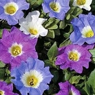 Chilean Bell flower Sun Belle Mixed 1 packet