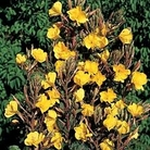 Oenothera lamarkiana Black Magic 1 packet