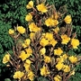 Oenothera lamarkiana Black Magic 1 packet