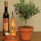 Olea europaea olive - Olive Tree 1 packet