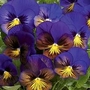 Viola X Wittrockiana Karma Blue Butterfly F1 Hybrid 1 packet (20 seeds)