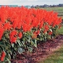 Salvia Splendens Lighthouse 1 packet (25 seeds)