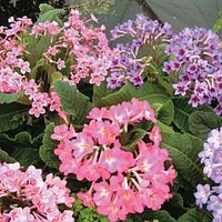 Streptocarpus x hybridus Dibley's Dragon Mixed F1 Hybrid 1 packet