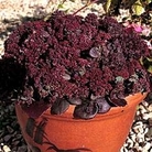 Sedum ussuriense Turkish Delight 1 packet