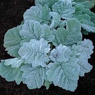 Salvia argentea Artemis 1 packet