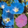 Morning Glory : Duo 2 packets - 1 of each