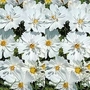 Cosmos Bipinnatus Psyche White 1 packet (75 seeds)