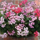 Geranium - Pelargonium Ivy Leaved : Summertime Mixed 1 packet