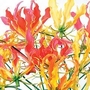 Glory Lily Mixed (Gloriosa Superba Mixed) 1 packet (6 seeds)
