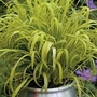 Grass - Ornamental : Millium effusum Aureum 1 packet