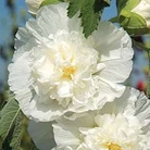 Althaea rosea Chater's Double Icicle 1 packet