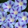 Ipomoea Purpurea Light Blue Star 1 packet (35 seeds)