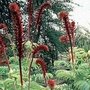 Melianthus major Honeybush 1 packet