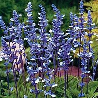 Salvia farinacea Fairy Queen 1 packet