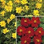 Cosmos Birds Collection 2 packets - 1 of each