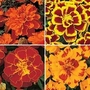 Tagetes patula Durango Collection 4 packets - 1 of each