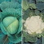 Brassica : Clubroot Resistant Collection 2 packets - 1 of each