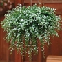 Bacopa cordata Snowtopia White 1 packet