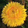 Calendula officinalis Chrysantha 1 packet