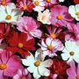 Cosmos Bipinnatus Double All Sorts Mixed 1 packet (100 seeds)