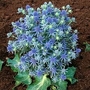 Eryngium Planum Blue Hobbit 1 packet (15 seeds)