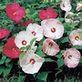 Hibiscus moscheutos Disco Sun Belle Mixed 1 packet