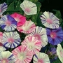 Ipomoea Purpurea Carnevale Di Venezia 1 packet (35 seeds)