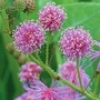 Mimosa nuttallii Pink Sparkles 1 packet