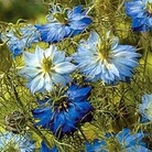 Nigella damascena Moody Blues 1 packet