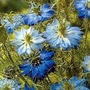 Nigella damascena Moody Blues 1 packet