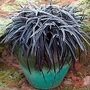 Grass - Ornamental : Ophiopogon planiscarpus Nigrescens (Black Grass) 1 packet
