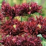 Papaver Somniferum Blackcurrant Fizz 1 packet (300 seeds)