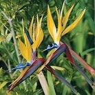Bird of Paradise (Strelitzia reginae) : Mandela's Gold 1 packet