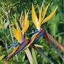 Bird of Paradise (Strelitzia reginae) : Mandela's Gold 1 packet