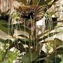 Bat Plant (Tacca chantrierei) : Green Isle 1 packet