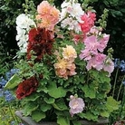 Althaea rosea annua Spring Celebrities Mixed 1 packet