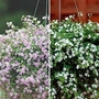 Bacopa Duo 2 packets - 1 of each