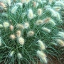 Pennisetum Villosum Cream Falls 1 packet (60 seeds)