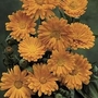 Edible Flowers : Calendula officinalis Pot Marigold 1 packet