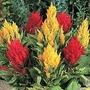 Cockscomb Fresh Look Red & Yellow 1 packet