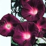 Ipomoea Purpurea Kniolas Black Night 1 packet (30 seeds)