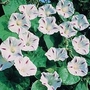 Morning Glory : purpurea Milky Way 1 packet