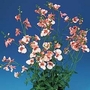 Diascia barberae Apricot Queen 1 packet