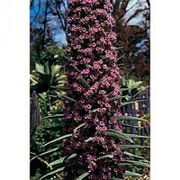 Giant Viper's Bugloss (Echium pininana) 1 packet