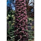 Giant Viper's Bugloss (Echium pininana) 1 packet